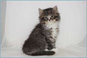 Male Siberian Kitten from Deedlebug Siberians